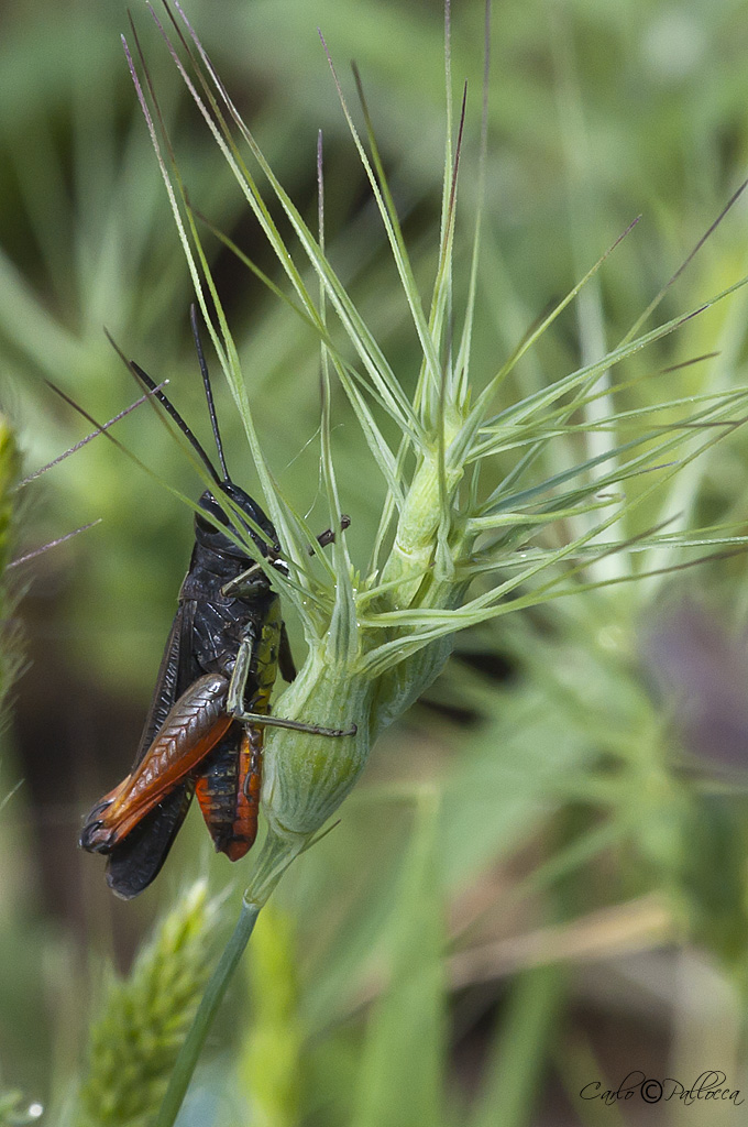 Grillo o cavalletta? Omocestus rufipes