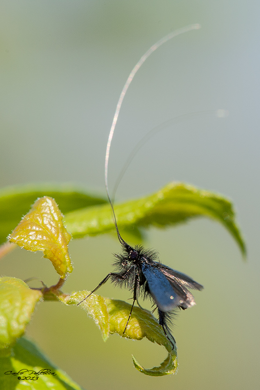 Identificazione: Adela cfr. reaumurella - Adelidae