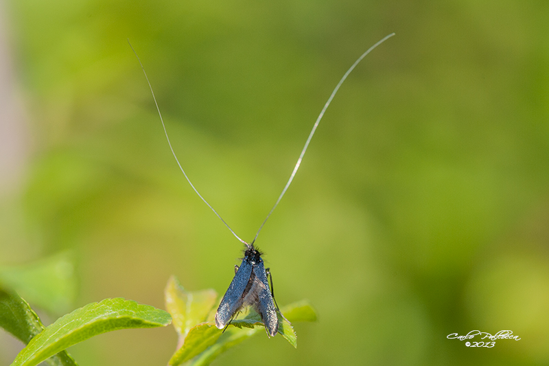 Identificazione: Adela cfr. reaumurella - Adelidae