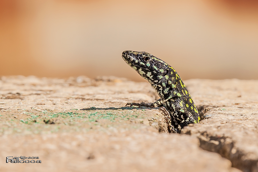 ...ora posso uscire....