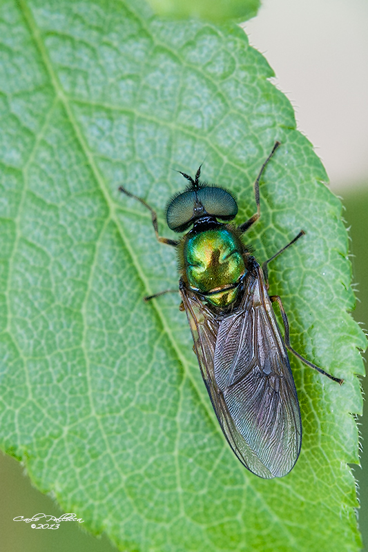  una mosca?