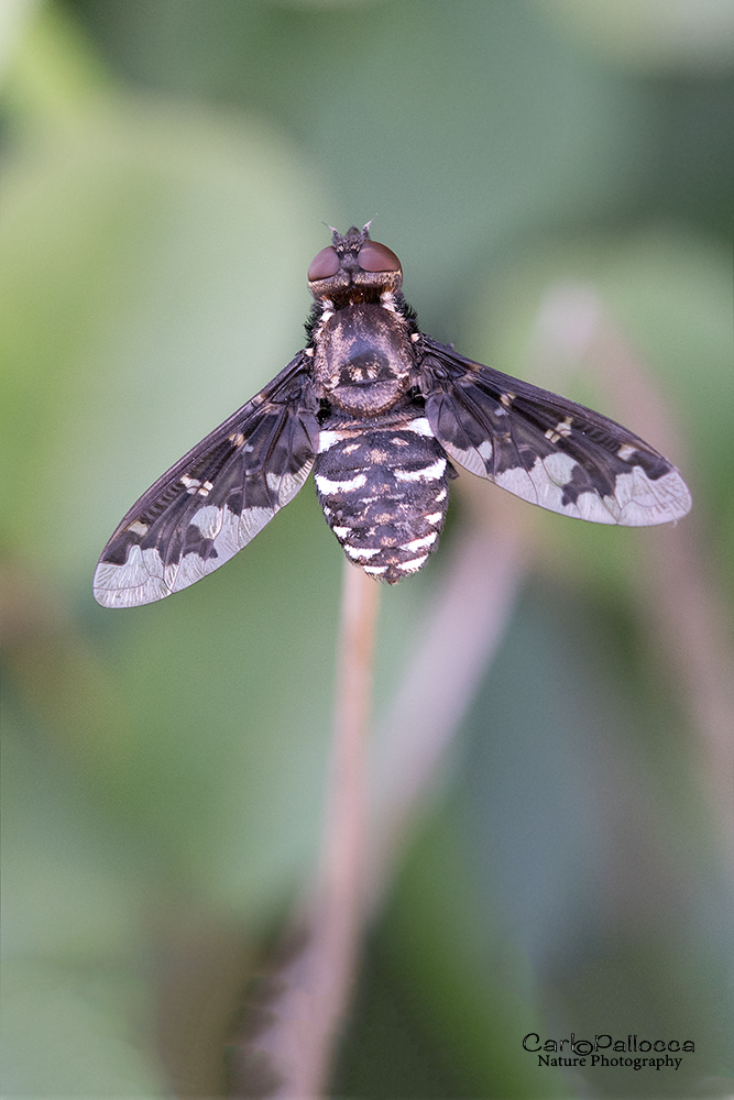 Exoprosopa cf. italica (Bombyliidae)