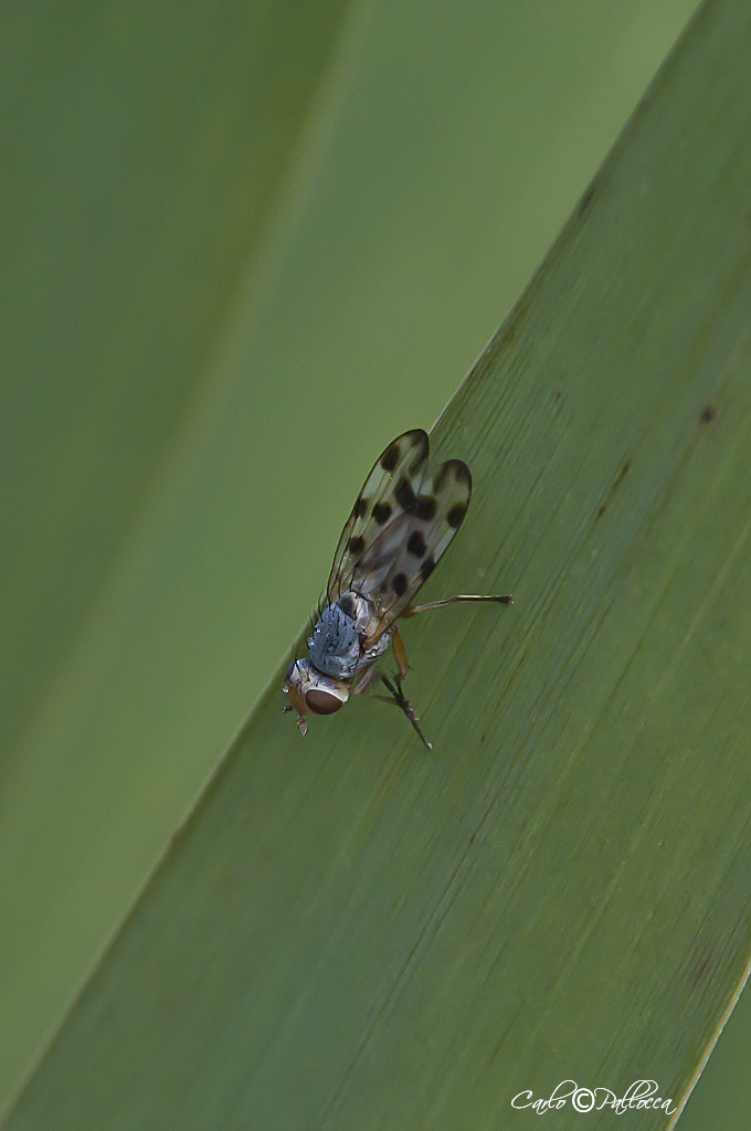 Opomyzidae:  Geomyza?  No, Ulidiidae: Melieria cfr. omissa