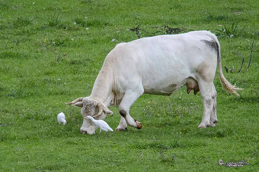 Aironi guardabuoi in collina