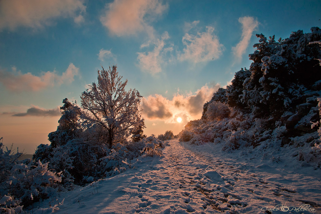 Alberi d''inverno... un invito