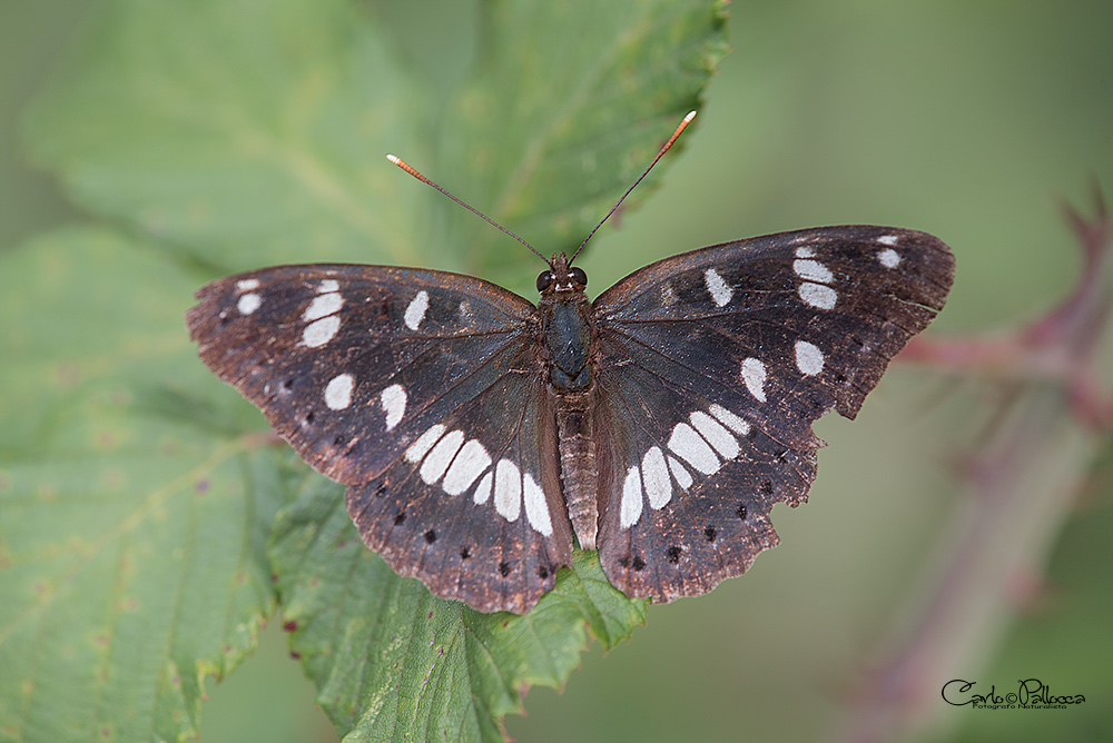 ID farfalla - Limenitis reducta