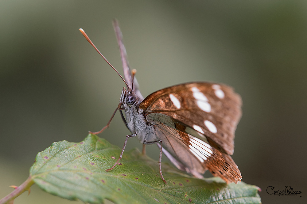 ID farfalla - Limenitis reducta