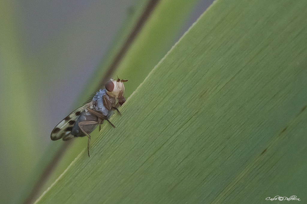 Opomyzidae:  Geomyza?  No, Ulidiidae: Melieria cfr. omissa