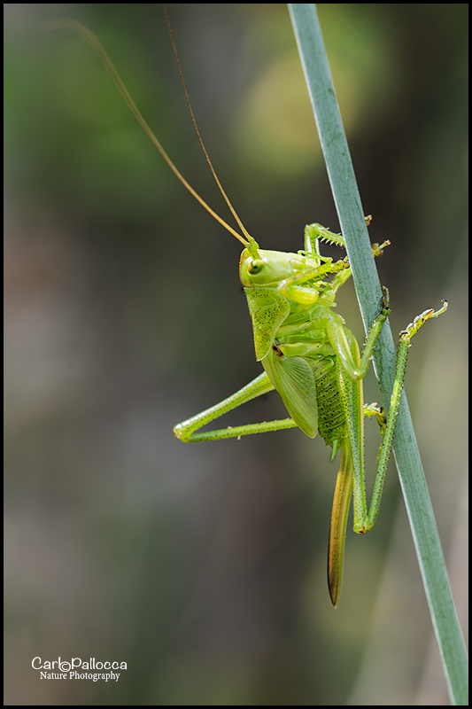 Ninfa di Tettigonia viridissima