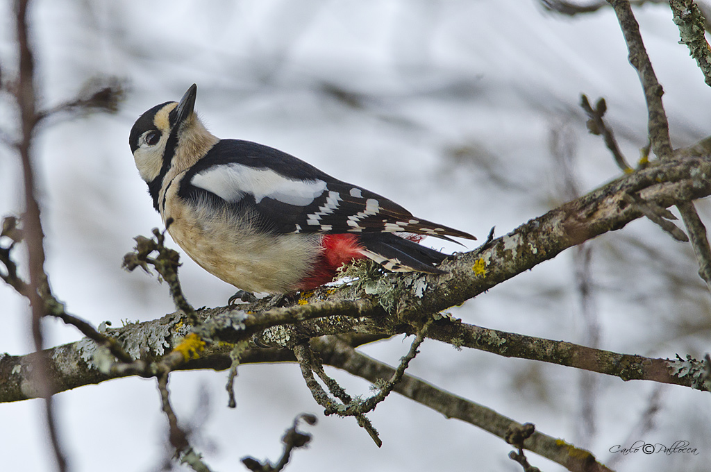 Picchio rosso maggiore