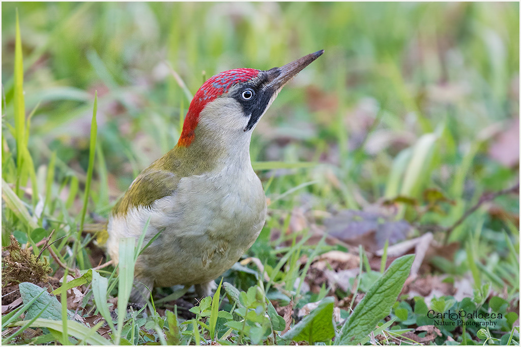 finalmente il Picchio Verde.