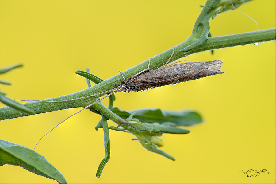 Odontocerum albicorne e Sericostoma sp. in copula