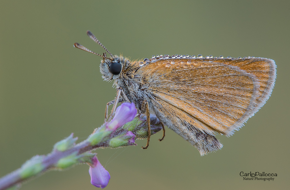 Pyrgus ? No, Thymelicus sylvestris