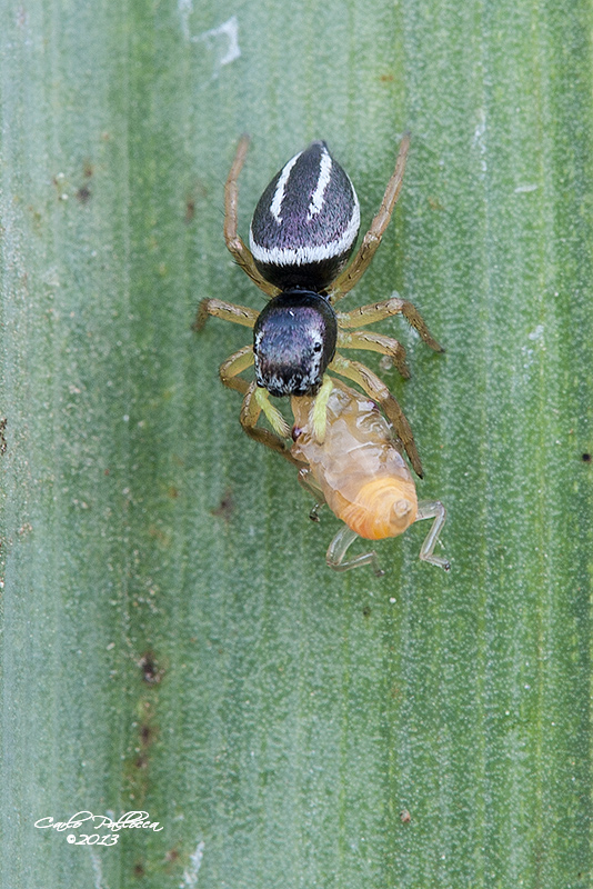 Heliophanus melinus con preda (Cicadomorpha) - Norma (LT)