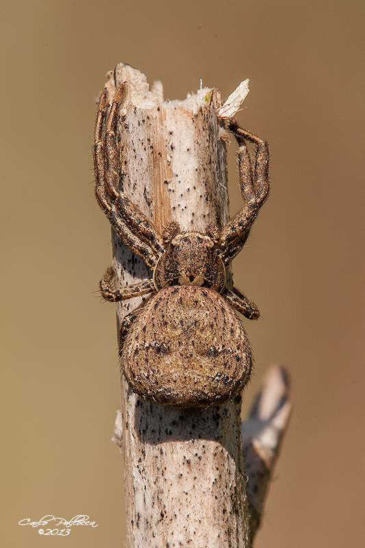 Xysticus sp. - Norma (LT)