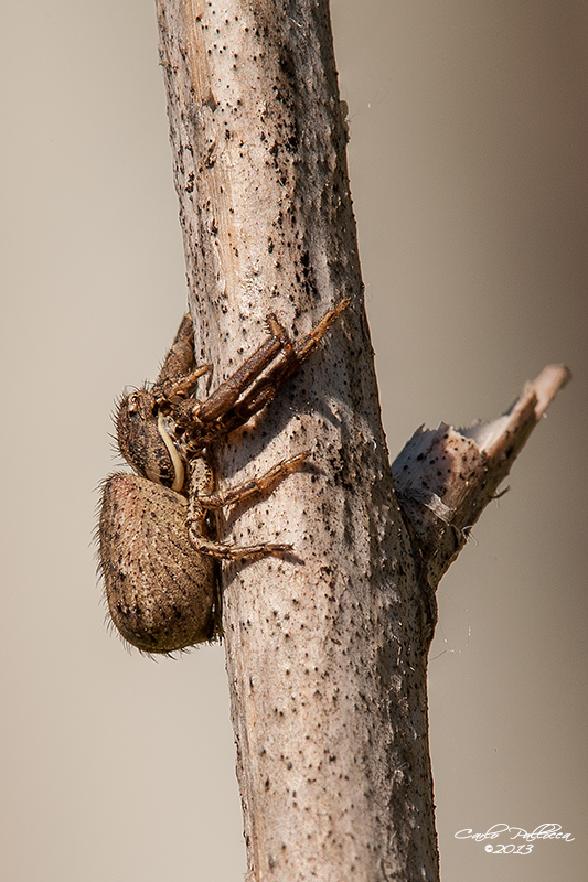 Xysticus sp. - Norma (LT)