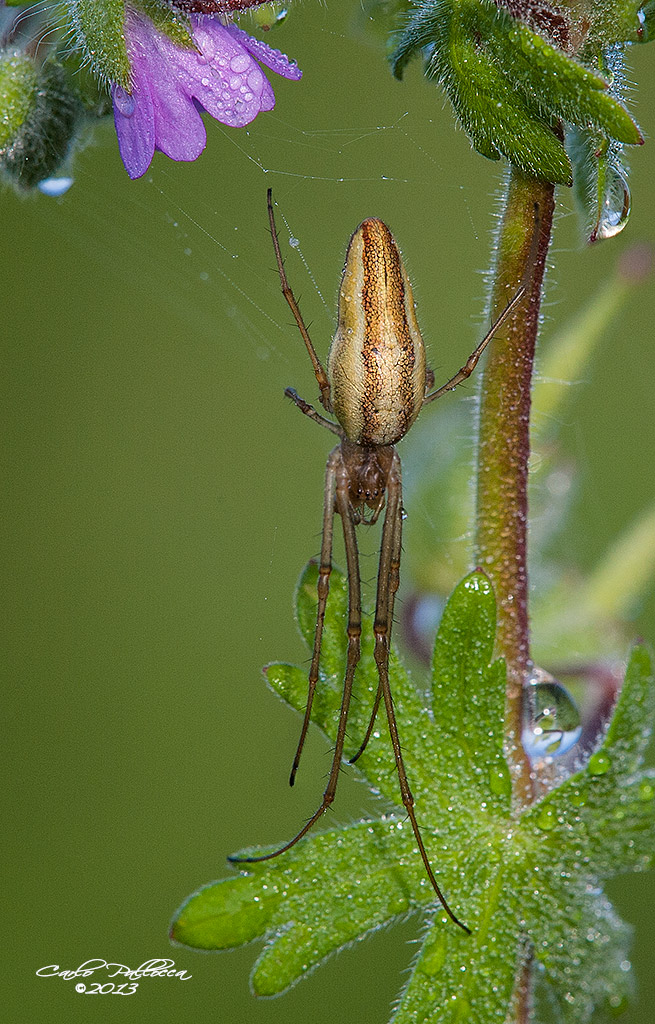 Tetragnatha sp. - Norma (LT)