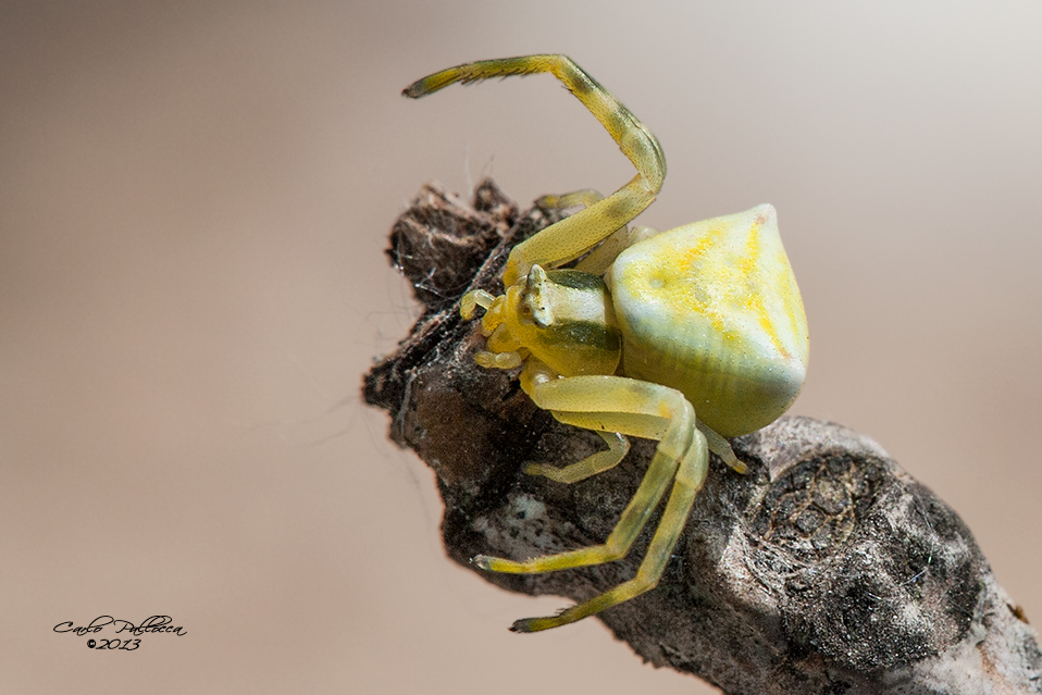 Thomisus onustus - Norma (LT)