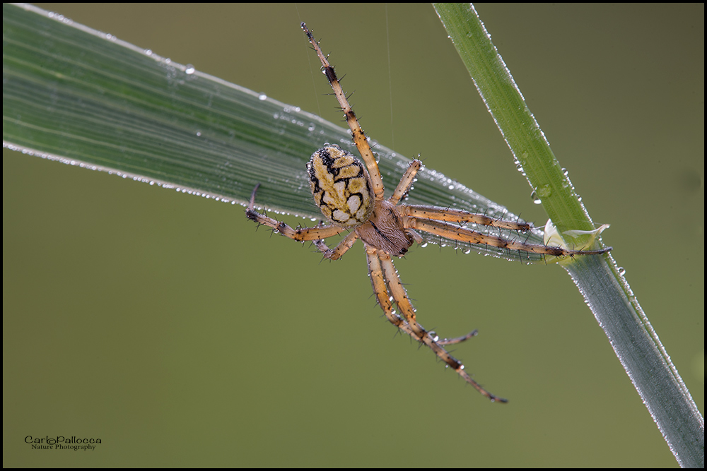 Un Argiope ?   No, Neoscona adianta  - Norma (LT)