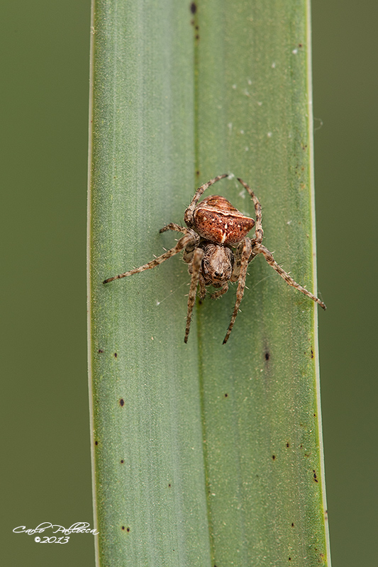 Gibbaranea sp. - Norma (LT)