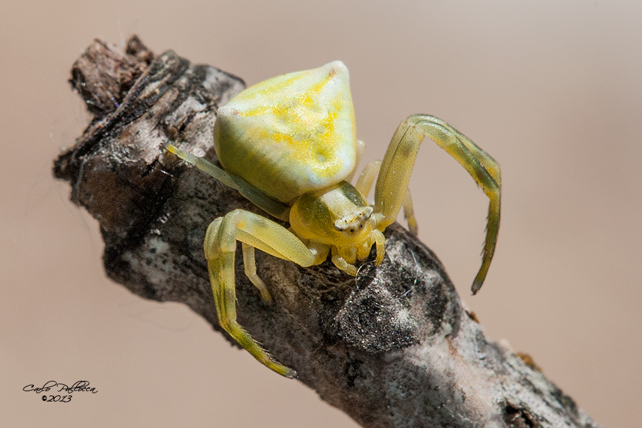 Thomisus onustus - Norma (LT)