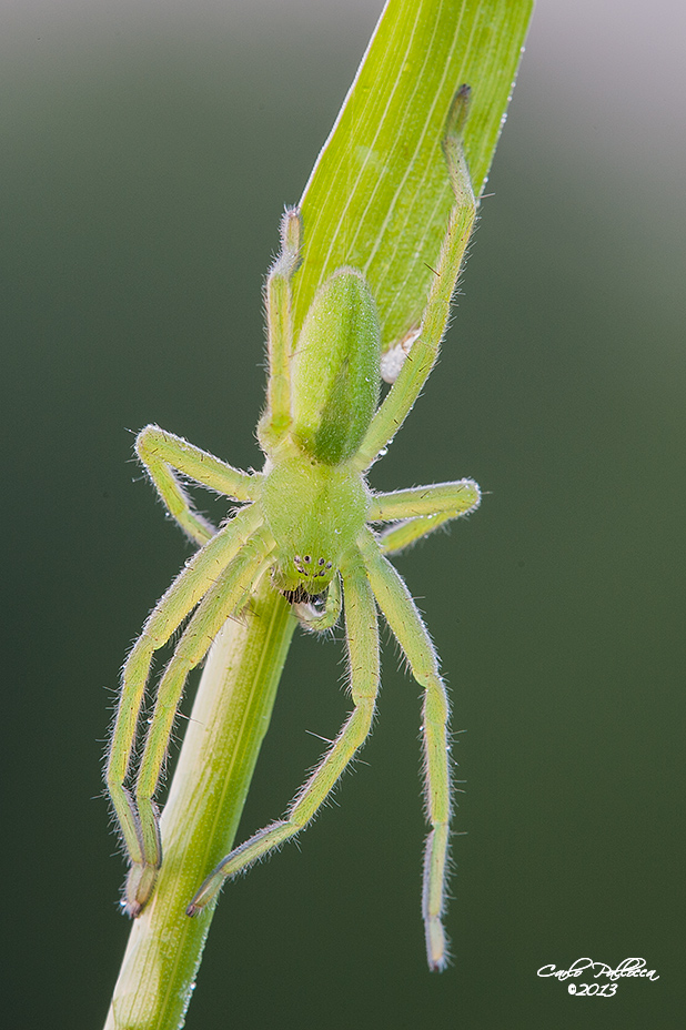 Micrommata virescens???????