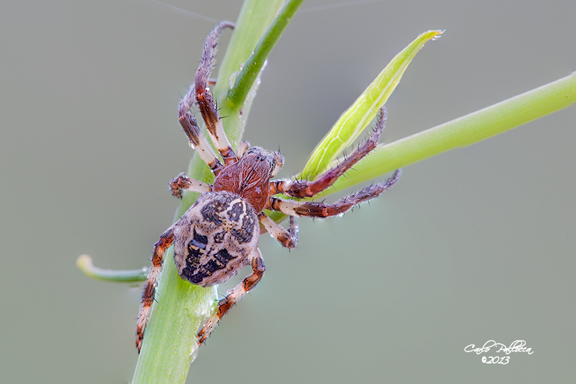 Larinioides sp. - Ninfa (LT)