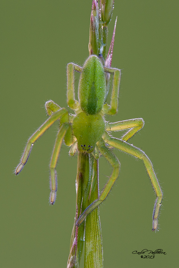 Micrommata virescens???????