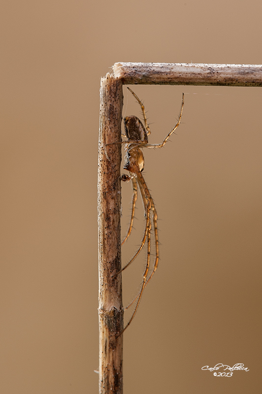 Metellina sp. - Norma (LT)