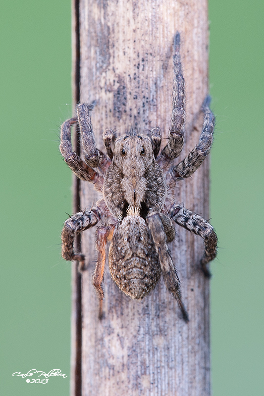 Alopecosa albofasciata - Norma (LT)