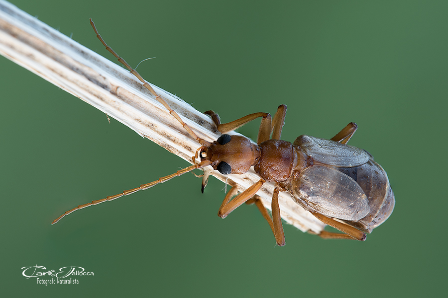 Vesperus luridus, femmina (Vesperidae)