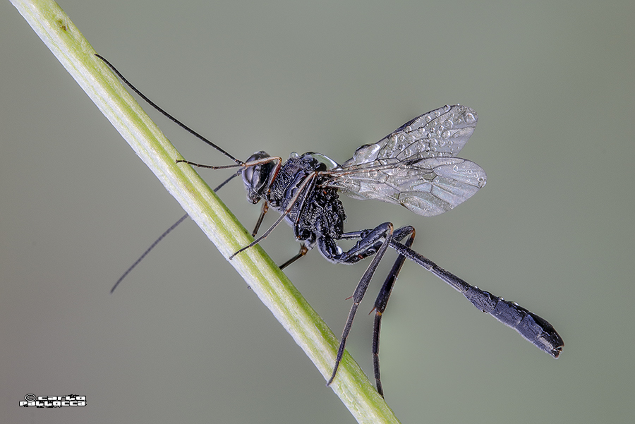 Ichneumonidae da ID