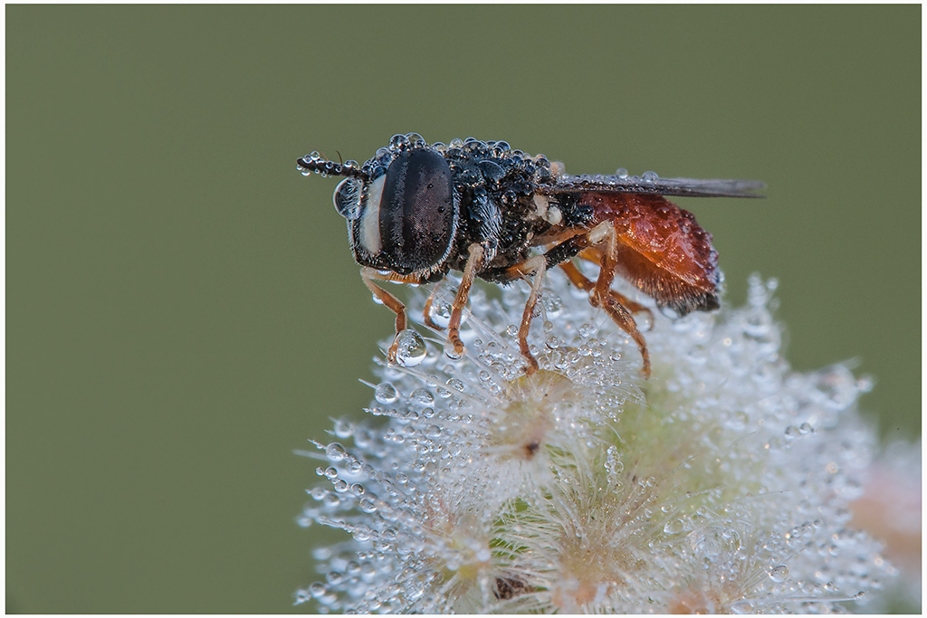 Paragus bicolor (Syrphidae), femmina.