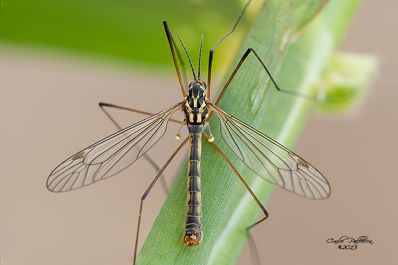 tipula?