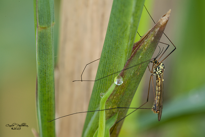 tipula?