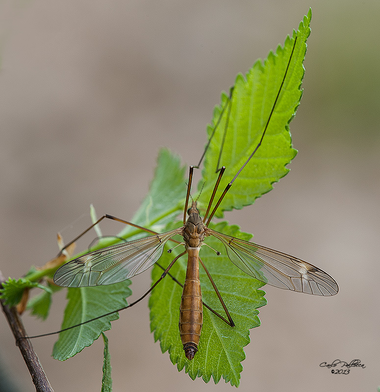Tipula?