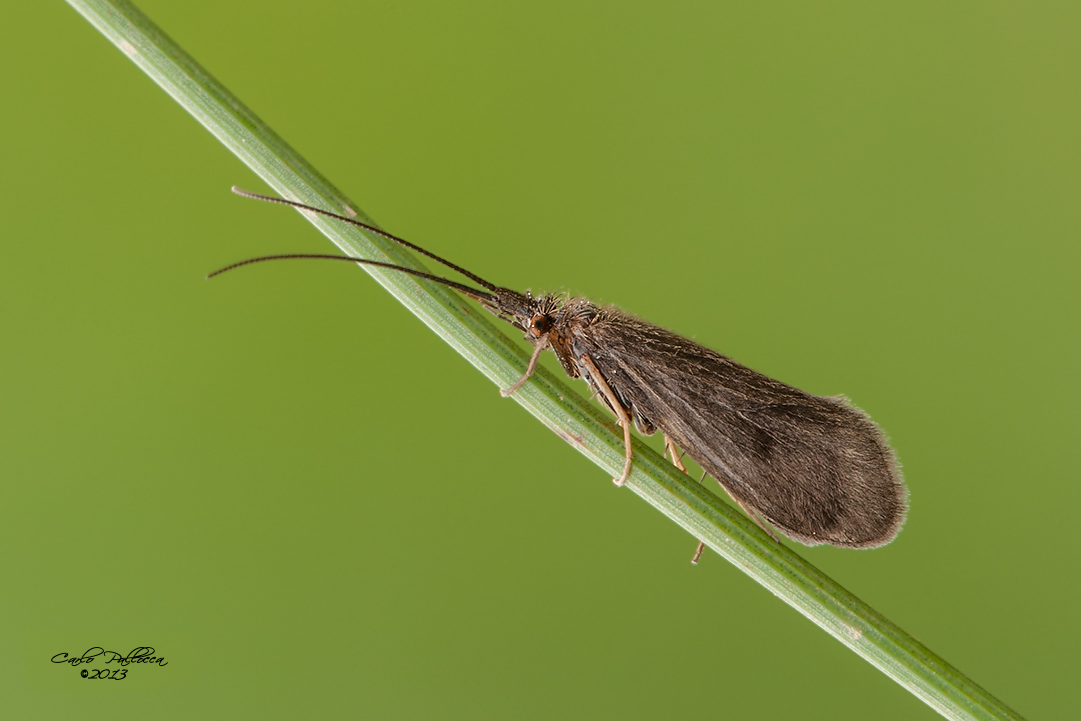 Trichoptera?