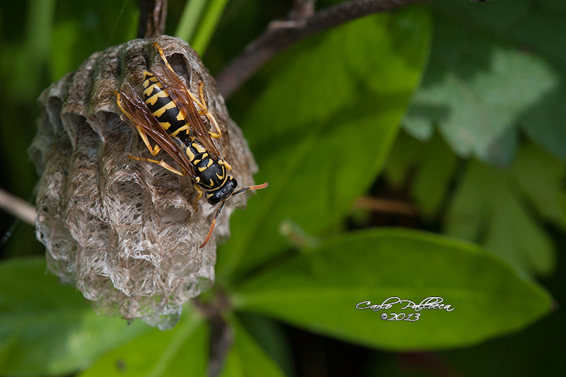 Vespidae Polistes ?