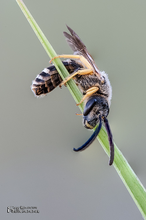 ...contorsionista....