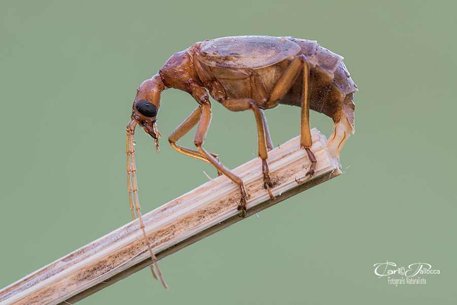 Vesperus luridus, femmina (Vesperidae)