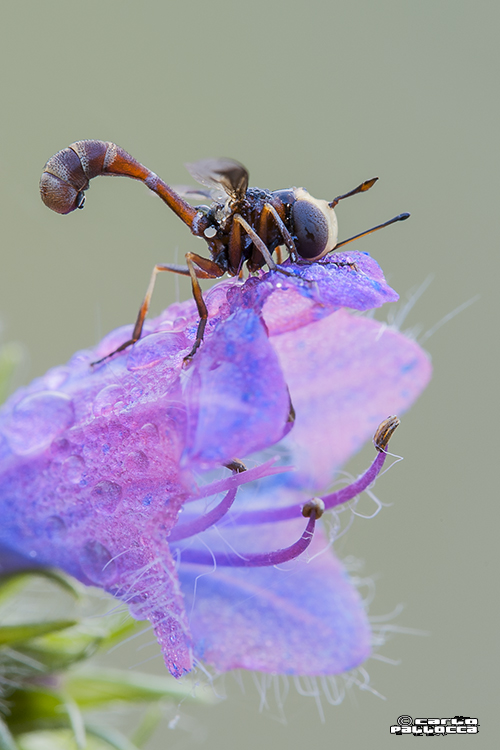 Physocephala sp.