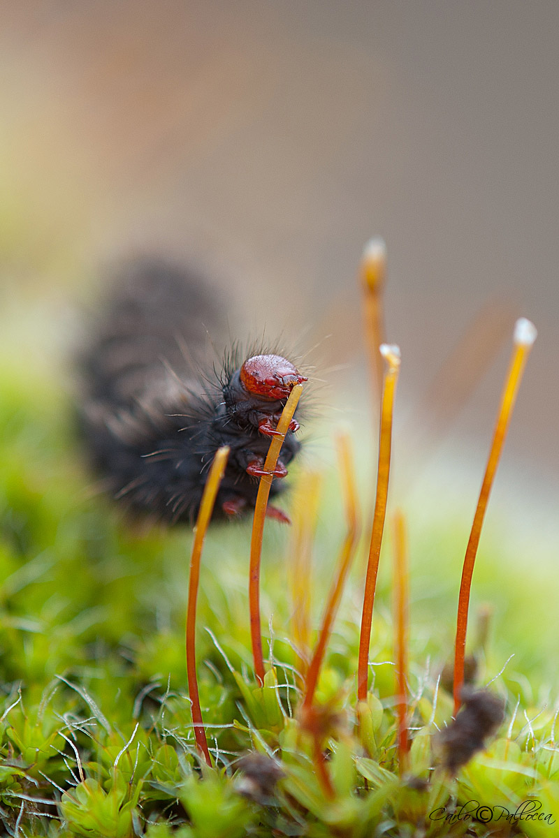 Bruco di farfalla?