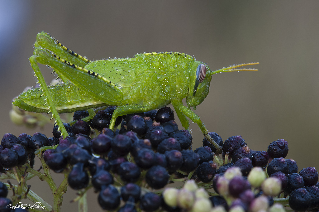 Acrididae Anacridium aegyptium?