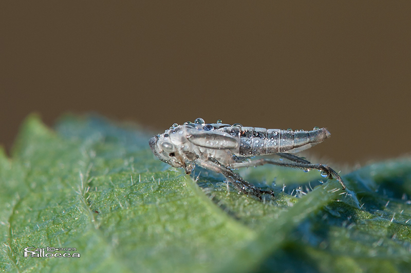 Cicadella? S, esuvia di Cicadella viridis