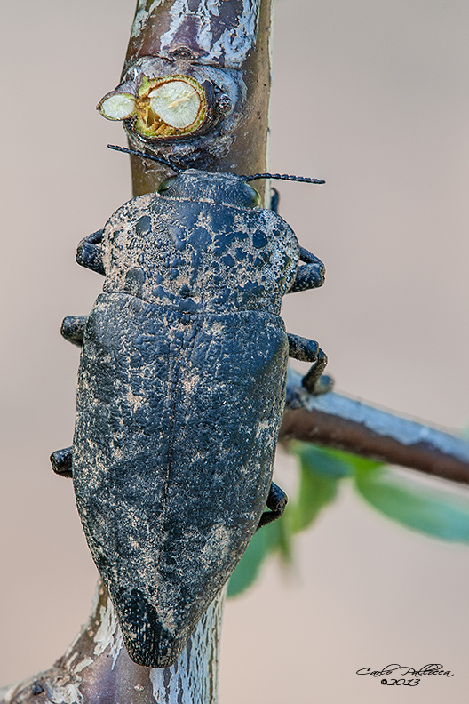 Capnodis tenebrionis (Buprestidae)
