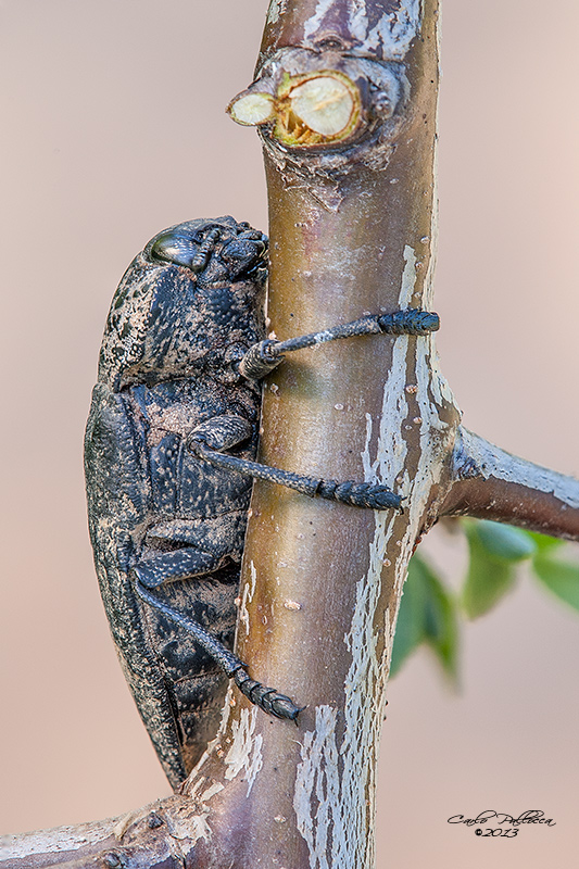 Capnodis tenebrionis (Buprestidae)