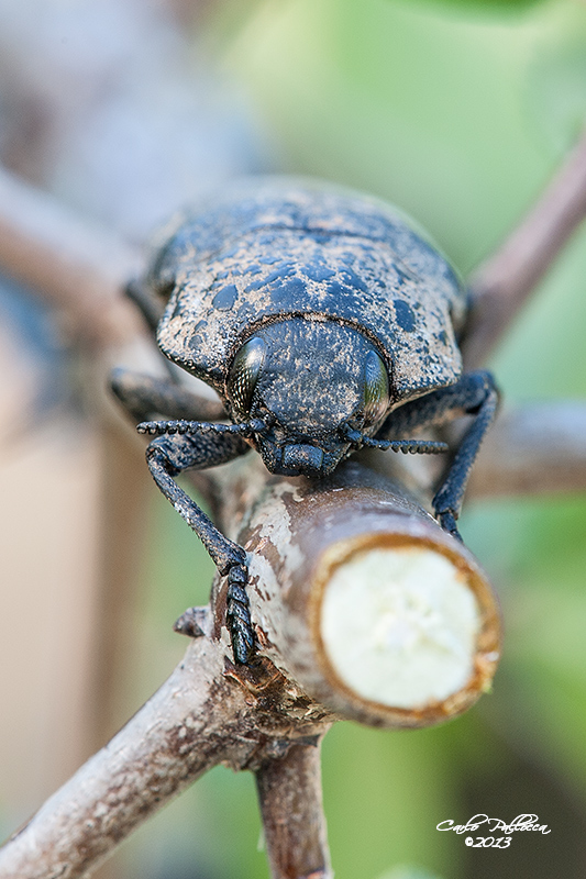 Capnodis tenebrionis (Buprestidae)