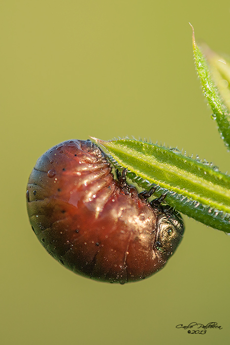 Larva di Timarcha sp.