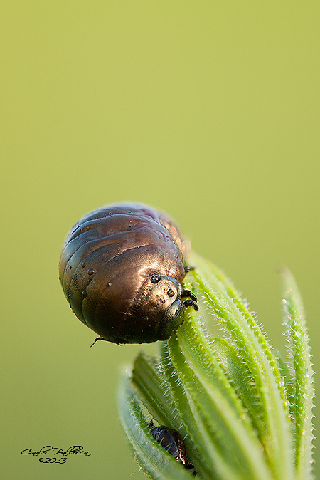 Larva di Timarcha sp.