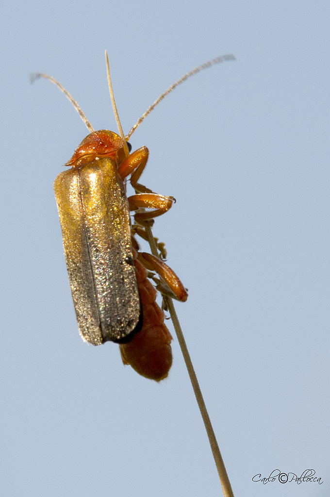 Rhagonycha fulva?no, Cantharis livida